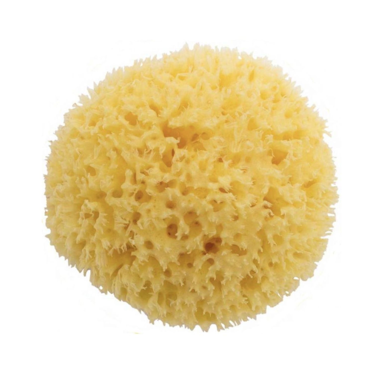 Burete natural de mare nr. 12, 11-12 cm, 0 luni+, Bellini