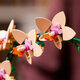 Mini orhidee Botanical Collection, 10343, +18 ani, Lego 677423