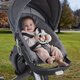 Jucarie zornaitoare Salamandra, 3 luni+, Fisher Price 702045