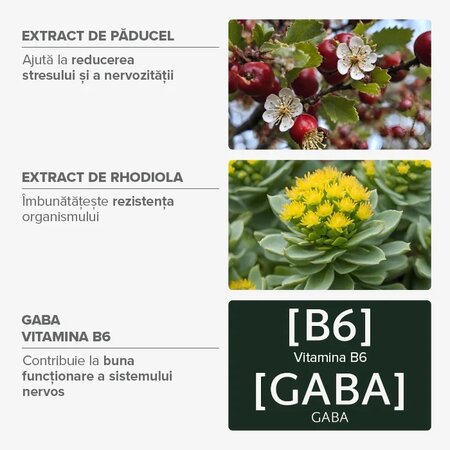 Jeleuri cu plante, GABA si Vitamina B6, Stres, 42 bucati, Mium Lab 726000