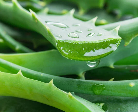 Aloe Barbadensis
