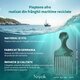 Pieptan profesional Afro pentru par cret, Niyok 819516
