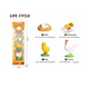 Set educativ – Ciclul de viata al gainii, 3 ani+, OEM 771834
