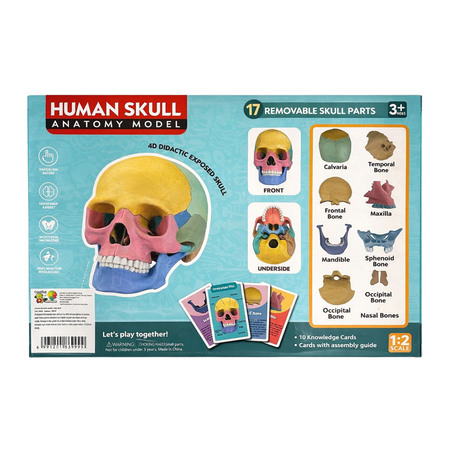 Model anatomic craniu uman 4D – set educativ cu asamblare, 3 ani+, OEM 771873