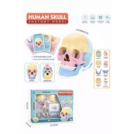 Model anatomic craniu uman 4D – set educativ cu asamblare, 3 ani+, OEM 771875