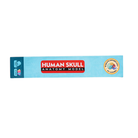 Model anatomic craniu uman 4D – set educativ cu asamblare, 3 ani+, OEM 771874