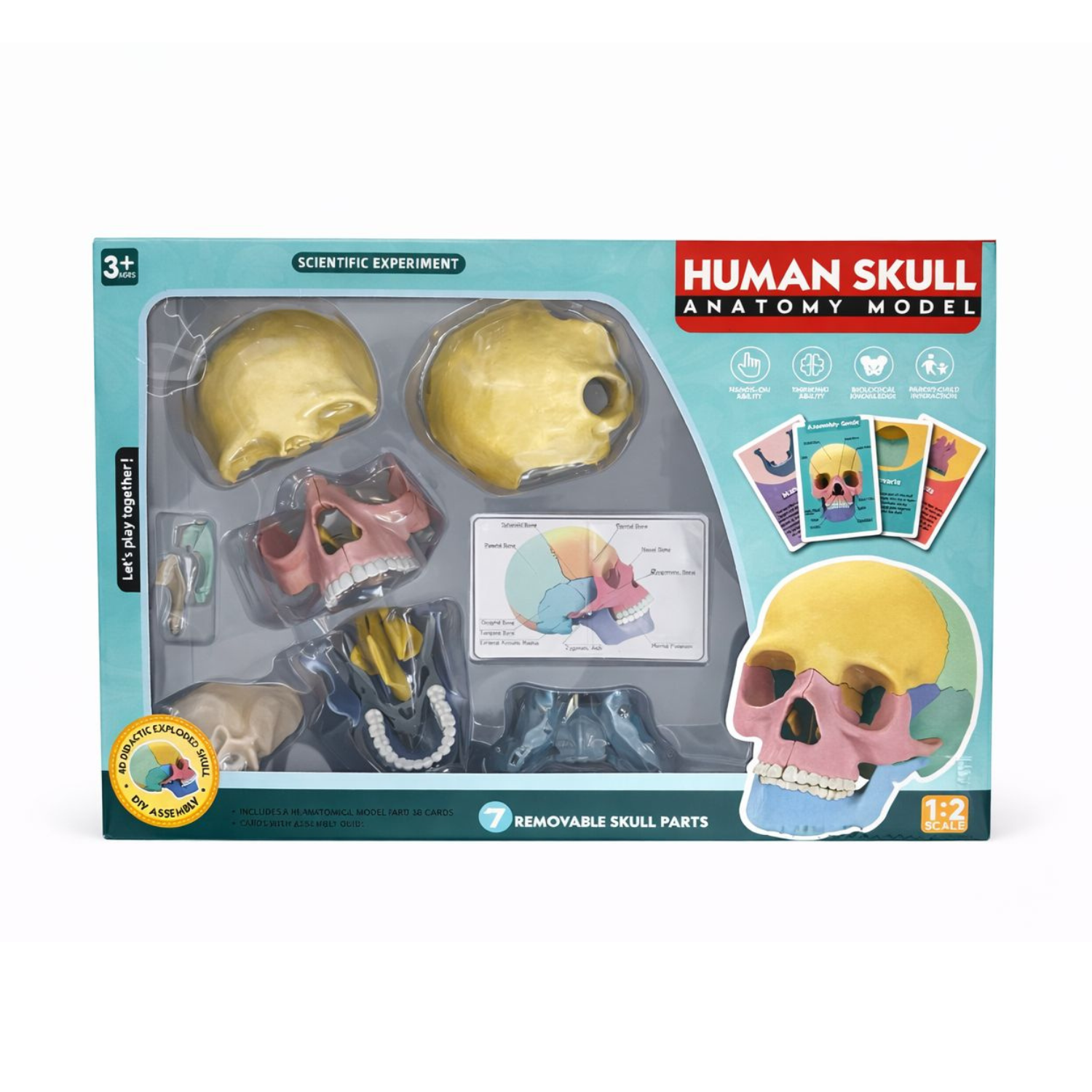 Model anatomic craniu uman 4D – set educativ cu asamblare, 3 ani+, Oem