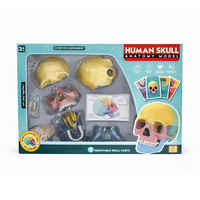 Model anatomic craniu uman 4D – set educativ cu asamblare, 3 ani+, OEM