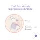 Pachet biberoane cu tetina flux rapid NaturalWave, +6 luni, 3 x 330 ml, Lansinoh 773275