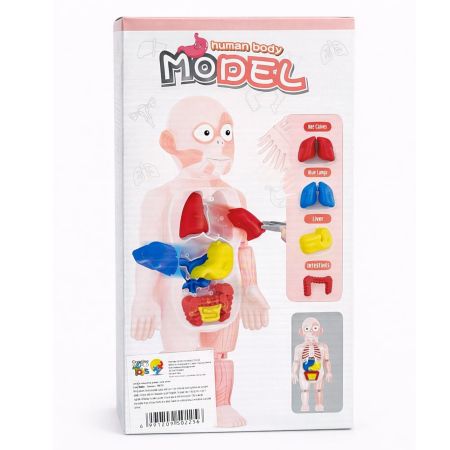 Model educativ corp uman cu organe detasabile, 3 ani+, OEM 775812
