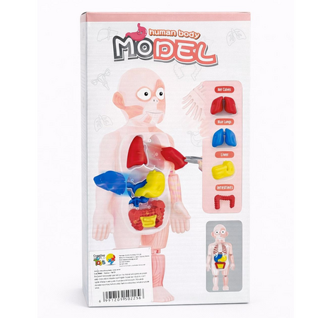 Model educativ corp uman cu organe detasabile, 3 ani+, OEM 775812