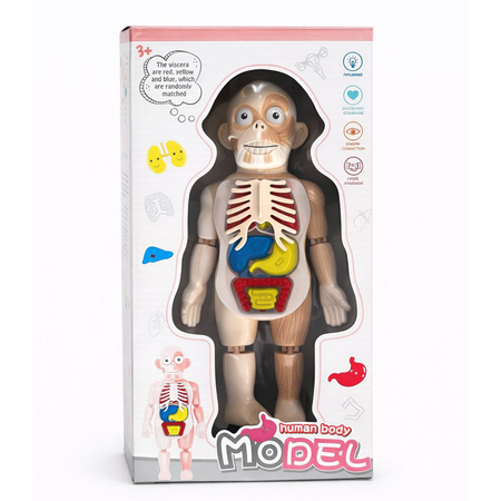 Model educativ corp uman cu organe detasabile, 5 cm, 3 ani+, OEM