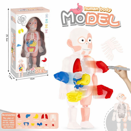 Model educativ corp uman cu organe detasabile, 3 ani+, OEM 775813