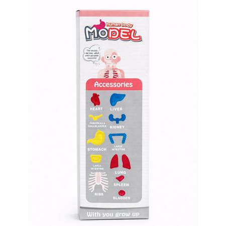 Model educativ corp uman cu organe detasabile, 3 ani+, OEM 775814