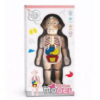 Model educativ corp uman cu organe detasabile, 3 ani+, OEM