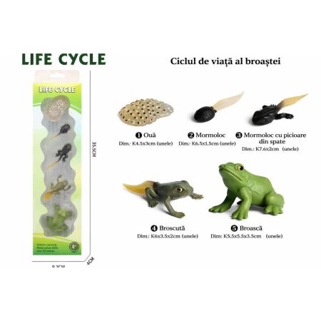 Set educativ – Ciclul de viata al broastei, 3 ani+, OEM 775877