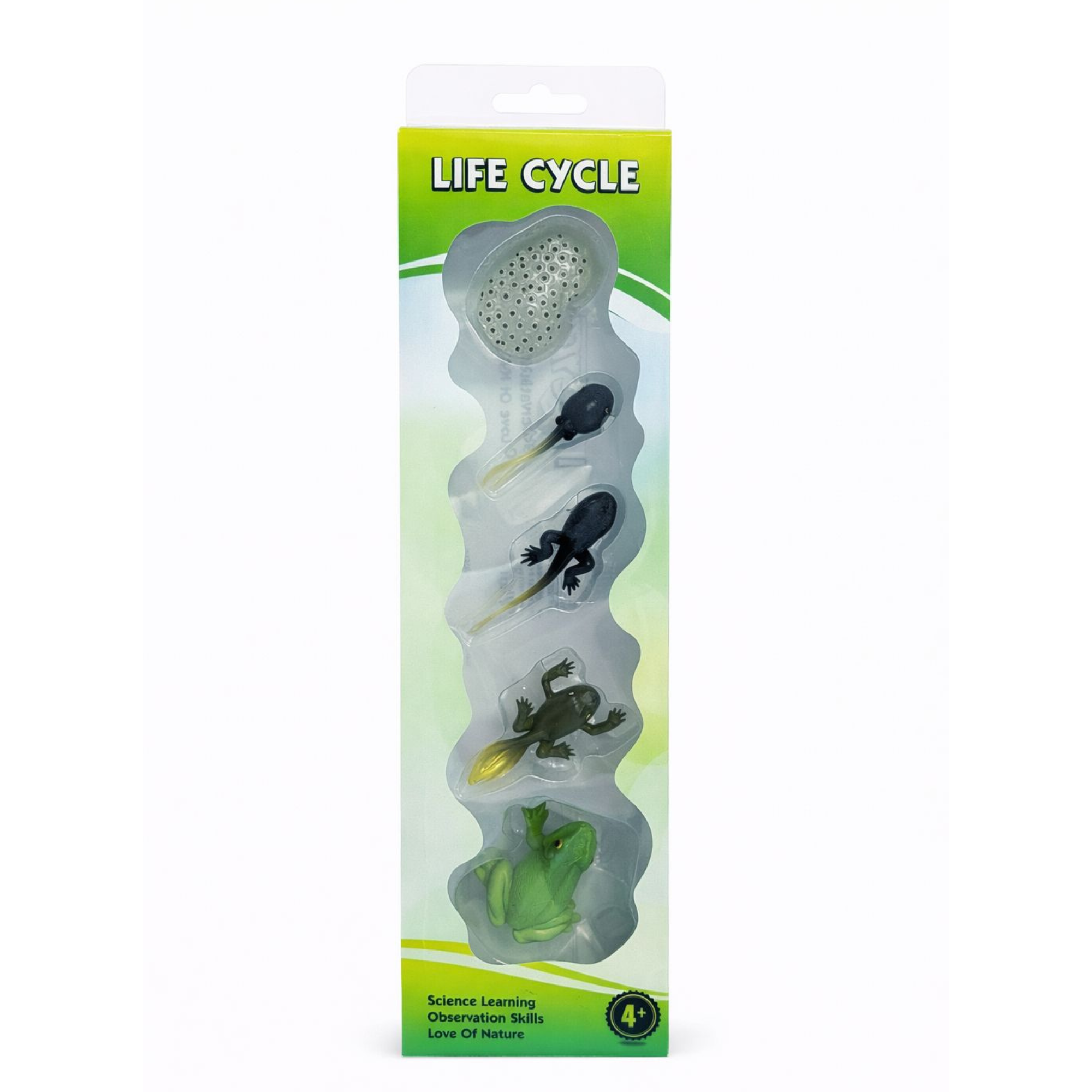 Set educativ – Ciclul de viata al broastei, 3 ani+, OEM