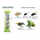 Set educativ – Ciclul de viata al broastei, 3 ani+, OEM 775877