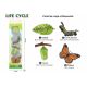 Set educativ – Ciclul de viata al fluturelui, 3 ani+, OEM 775766