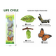 Set educativ – Ciclul de viata al fluturelui, 3 ani+, OEM 775766
