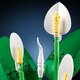 Crinul pacii, 18 ani+, 11504, 474 piese, Lego Botanicals 782634