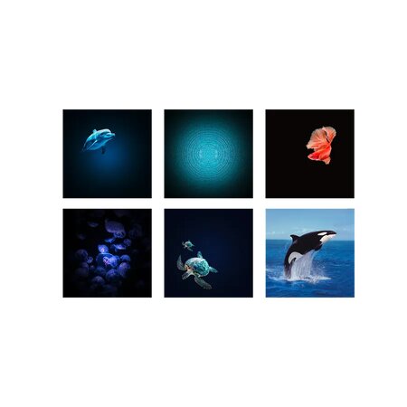 Proiector educativ cu 6 discuri KidyStar, Ocean and Seas,, 3 ani+, Kidywolf 805584