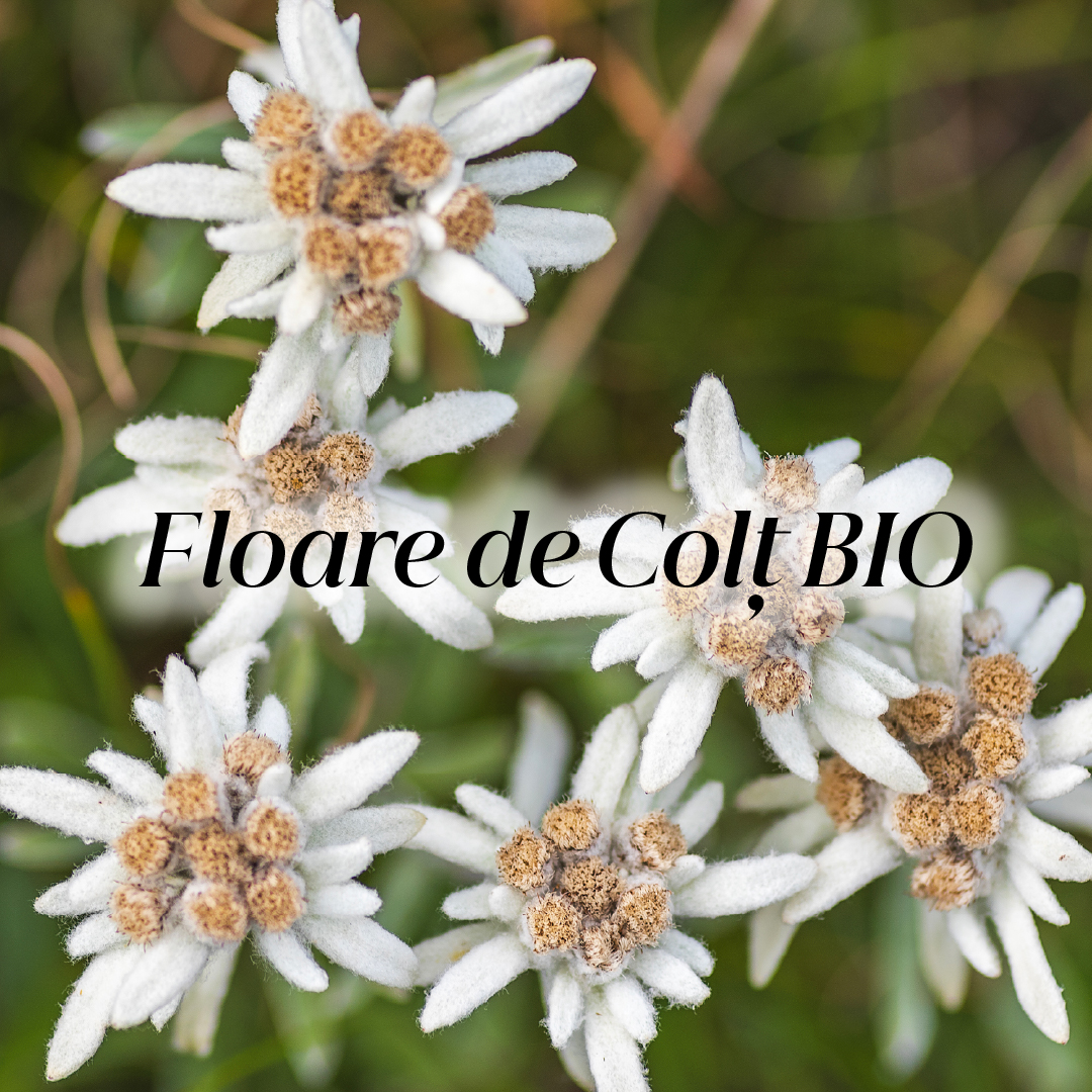 Floare de Colt BIO