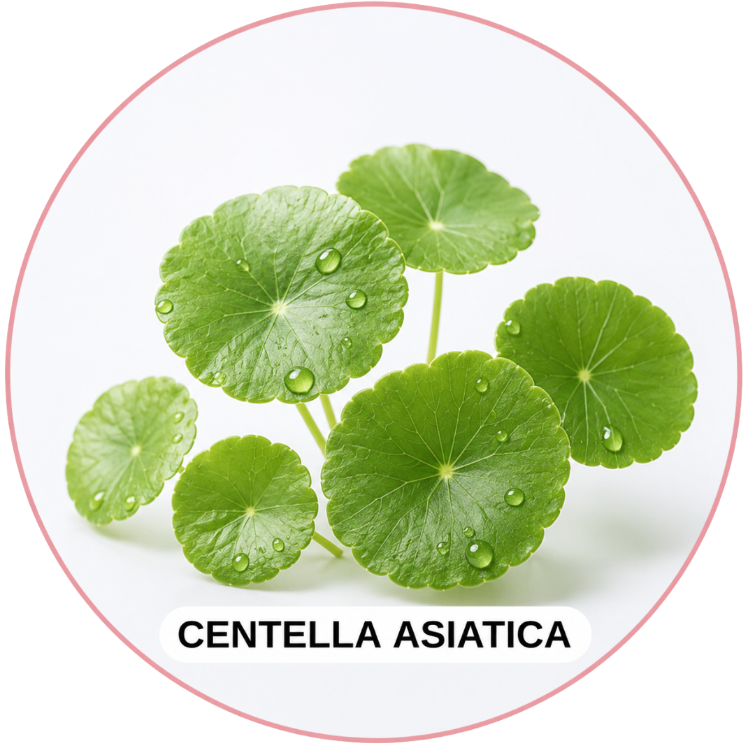 Cosmetice coreene cu Centella asiatica