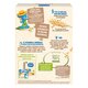 Mix 8 cereale cu fructe Infant Cereals, +12 luni, 250 g, Nestle 534388