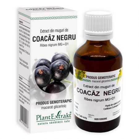 Extract de muguri de Coacaz Negru