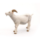 Figurina Capra Alba, +3 ani, Papo 495053