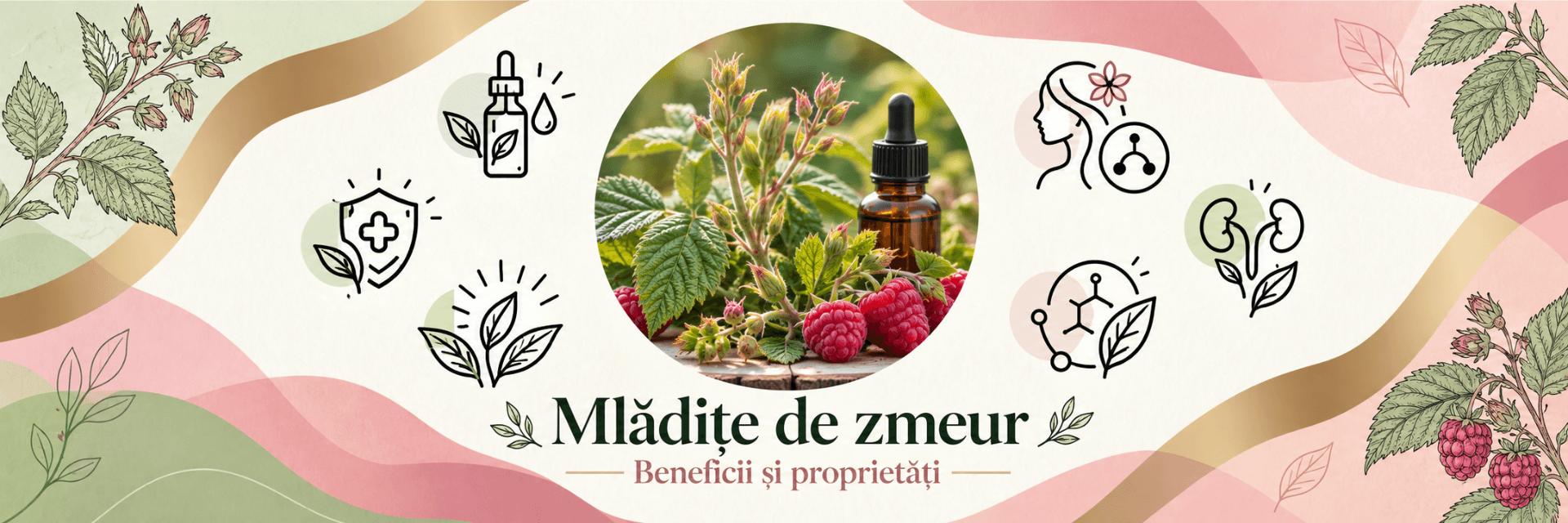 Mlădițe de zmeur &ndash; beneficii și proprietăți
