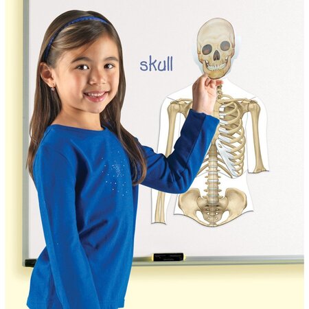 Set magnetic corpul uman, +5 ani, Learning Resources 537607
