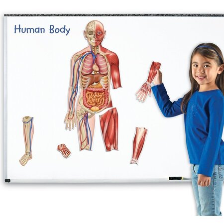 Set magnetic corpul uman, +5 ani, Learning Resources 537609