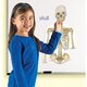 Set magnetic corpul uman, +5 ani, Learning Resources 537607