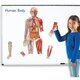 Set magnetic corpul uman, +5 ani, Learning Resources 537609