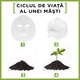 Masca servetel Garnier cu ceai verde Hydra Bomb, 28 g, Loreal 538650
