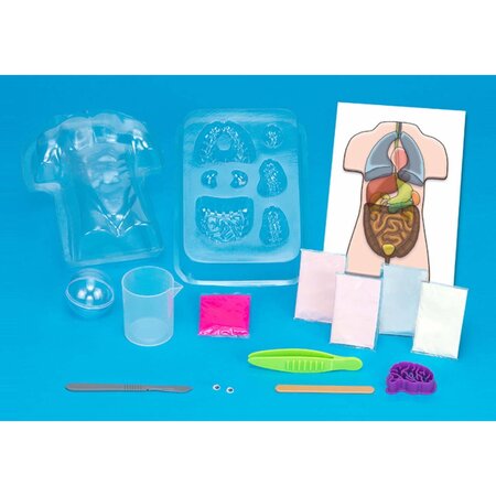 Set educativ Stem Organe Squichy, +8 ani, Kosmos 542412