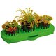 Set educativ Stem Plante carnivore, +8 ani, Kosmos 542457